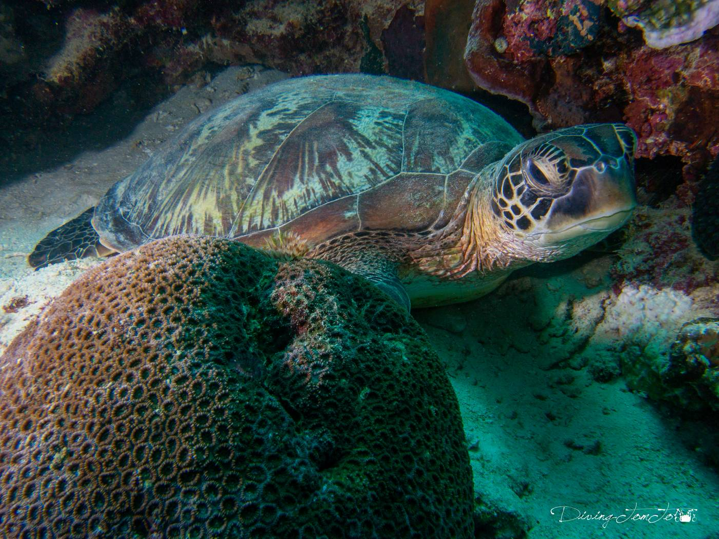 Turtle